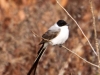 fork-tailed-flycatcher