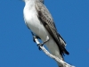 gray-kingbird