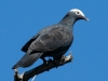 white-crowned-pigeon2