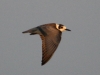 Black Tern flight