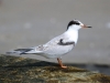Common Tern immature2
