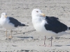 Lesser and Great Black-backed Gulls copy