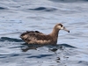 black-footed-albatross3