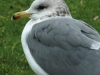 california-gull