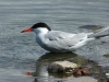 common-tern