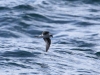 fork-tailed-storm-petrel
