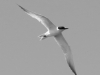 gull-billed-tern