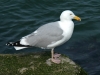 herring-gull