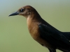 boat-tailed-grackle-female