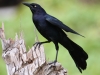 great-tailed-grackle
