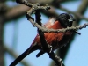 orchard-oriole