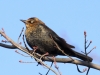 rusty-blackbird-winter