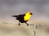 yellow-headed-blackbird