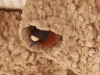 cliff-swallow