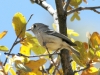 huttons-vireo