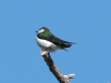 violet-green-swallow