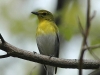 yellow-throated-vireo