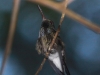 249-purple-chested-hummingbird
