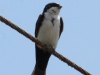 Blue-and-white swallow