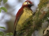 Crimson-mantled woodpecker