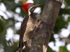 Guayaquil woodpecker
