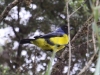 Hooded mountain-tanager