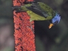 Moss-backed tanager3