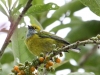 Silver-throated tanager