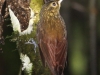 Spotted woodcreeper