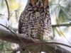 long-eared-owl