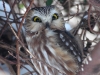 northern-saw-whet-owl2