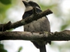 black-breasted-puffbird