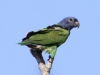 blue-headed-parrot
