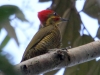 golden-green-woodpecker