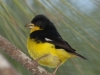 lesser-goldfinch