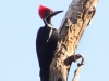 lineated-woodpecker