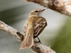 mouse-colored-tyrannulet