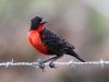red-breasted-blackbird
