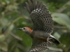 red-crowned-woodpecker