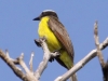 rusty-margined-flycatcher