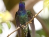 sapphire-throated-hummingbird