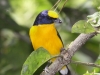 thick-billed-euphonia