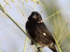 variable-seedeater