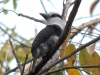 white-necked-puffbird
