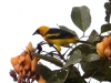 yellow-tailed-oriole
