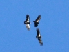 California Condors copy