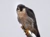peregrine-falcon2
