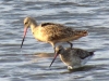 Marbled-and-Bar-tailed-Godwits2