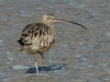 long-billed-curlew
