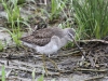 long-billed-dowitcher